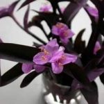 紫锦草有什么作用-紫锦草的功效与作用