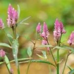 青葙的功效与作用及禁忌 青葙的禁忌