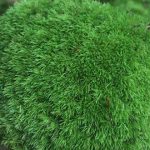 花卉养殖小课堂：盆栽青苔也是需要养护技巧的 怎么养才能让它郁郁葱葱？