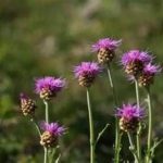 漏芦的功效与作用 漏芦的功效与主治