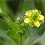 石龙芮子的功效与作用 石龙芮子的功效与作用2021最新详解