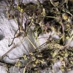 灯盏细辛的功效与作用禁忌 灯盏细辛的禁忌是什么