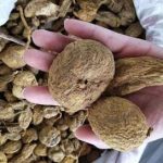 地胆有什么功效和作用 地胆的功效与作用图片