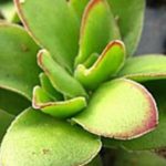 花卉养殖小课堂 天狗之舞怎么上色？