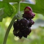 叶下花有什么功效 叶下花的功效与作用2021