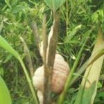 竹黄的功效与作用 2021竹黄的功效大全