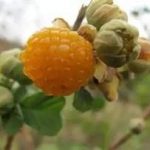 牛尾泡的功效与作用