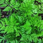 藁本的功效与作用 藁本的功效与作用禁忌