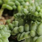 玉坠多肉叶子都蔫了怎么回事？玉坠多肉叶子蔫了原因分析