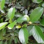 锡叶藤有什么作用 锡叶藤的功效与作用