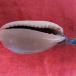 紫贝齿有什么作用 紫贝齿的功效与作用