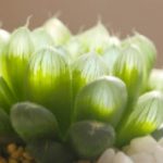 花卉养殖小课堂 玉露怎么养才能爆盆？