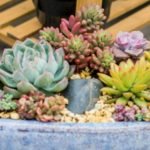 花卉养殖小课堂 露养多肉下雨要搬到屋里吗？