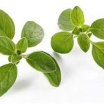 小叶薄荷的用量是多少 小叶薄荷的用法用量