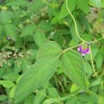 野料豆的功效与作用 野料豆的功能2021