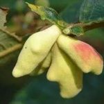 五倍子的用量多少克 五倍子的用法与用量