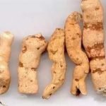 甘遂的功效和作用2021 甘遂的禁忌