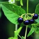 甜珠草的功效与作用 甜珠草图片