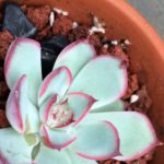 花卉养殖小课堂 多肉黑腐的土还能用吗？