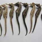 海马的用量是多少克 海马的用法与用量