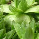 草玉露怎么养才饱满能生根？草玉露的养殖方法和注意事项介绍