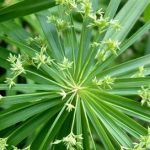 灯心草的功效和作用2021 灯芯草的禁忌