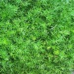 天门冬的禁忌 天门冬的功效与作用及禁忌