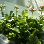 如何清洗花卉植物的叶片？ 清理会不会把花给弄死？