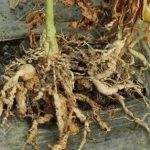 茄根有什么功效 茄根的功效作用