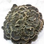 云芝的功效与作用 盘点云芝的四大好处