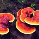 吃灵芝需要注意什么 灵芝的服用禁忌