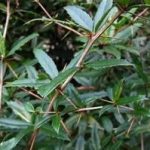 三颗针有什么功效 三颗针的功效与作用