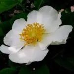 金樱花有什么功效和作用-金樱花的功效