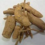 川乌头的功效 川乌头的功效与作用