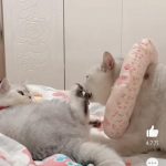 舔猫是什么意思？