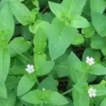 鹅肠菜的营养价值2021 鹅肠菜的功效和作用