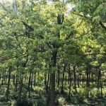 重阳木的用量是多少克 重阳木的用法用量2021