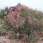 柽柳的功效与作用 柽柳有哪些功效