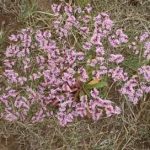 二色补血草的功效和作用 二色补血草的功效和作用及禁忌