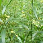 徐长卿的食用方法 徐长卿的禁忌2021