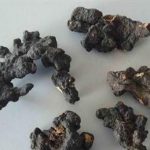 猪苓有什么好处 猪苓的功效与作用