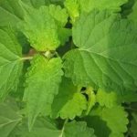 藿香泡水的好处2021 食用藿香对人体的好处