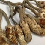 蝉花泡酒的功效2021 蝉花泡酒的方法