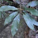 野枇杷的功效与作用 野枇杷有什么功效与作用