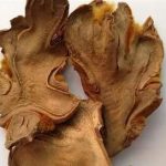 狗脊的禁忌药-狗脊的禁忌2021