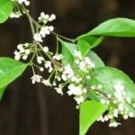 梅叶有什么功能-梅叶的作用是什么