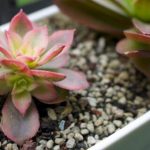 艳日辉怎么爆盆？ 艳日辉夏季和冬季不需要施肥