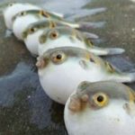 河豚有什么功效 河豚的营养价值及功效