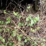 火炭母草根的功效与作用 火炭母草根有什么功效