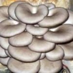 平菇的功效和作用2021 平菇的禁忌